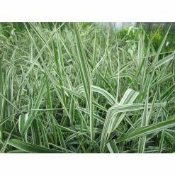Gardener's Garters | Phalaris arundinacea 'Picta' -Cheap July Plants Store PL0616 add image 1 2142