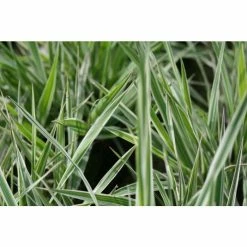 Gardener's Garters | Phalaris arundinacea 'Picta' -Cheap July Plants Store PL0616 add image 2 5cca