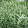 Gardener's Garters | Phalaris arundinacea 'Picta' -Cheap July Plants Store PL0616 main image 45b3