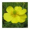 Lesser Spearwort | Ranunculus flammula 2 Lesser Spearwort | Ranunculus flammula -Cheap July Plants Store PL0619 main image 2dd9