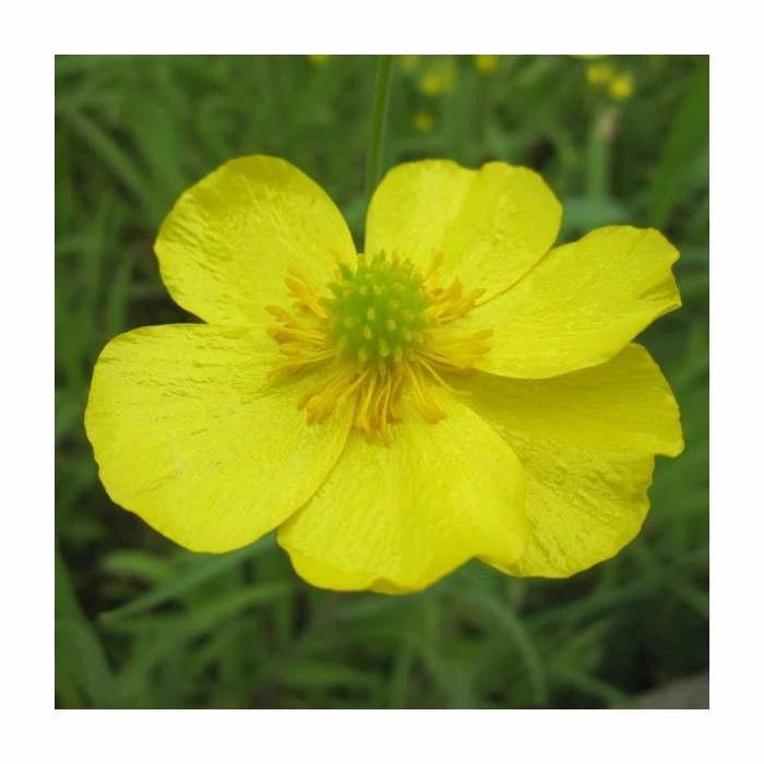 Lesser Spearwort | Ranunculus flammula 3 Lesser Spearwort | Ranunculus flammula