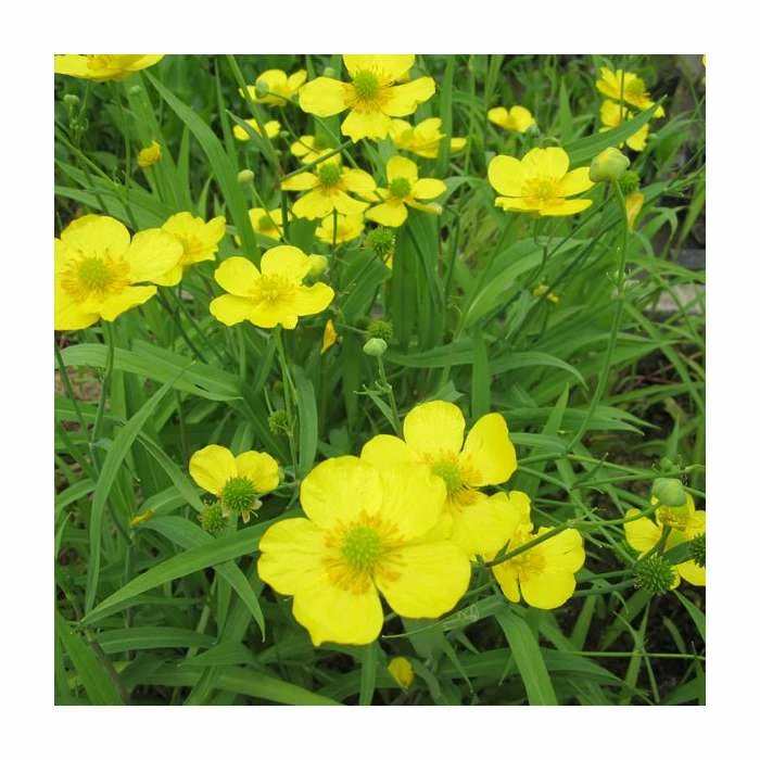 Lesser Spearwort | Ranunculus flammula 4 Lesser Spearwort | Ranunculus flammula - Image 2