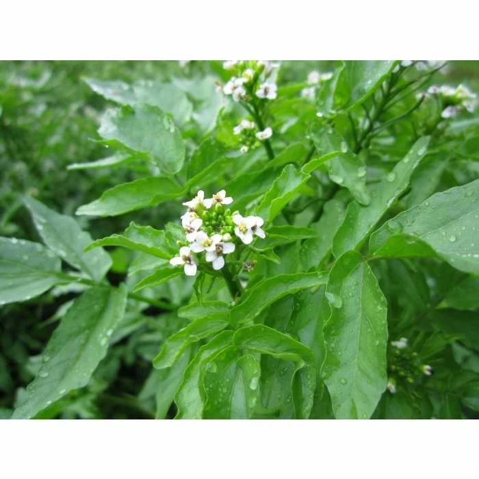 Watercress | Nasturtium aquaticum 5 Watercress | Nasturtium aquaticum - Image 3