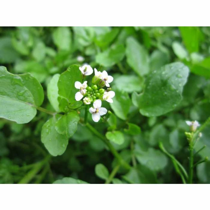 Watercress | Nasturtium aquaticum 7 Watercress | Nasturtium aquaticum - Image 5