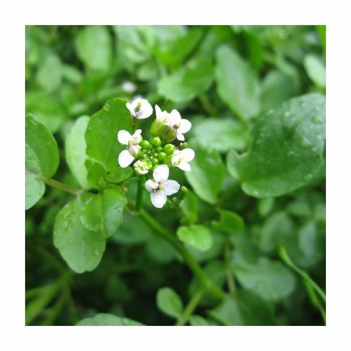 Watercress | Nasturtium aquaticum 3 Watercress | Nasturtium aquaticum