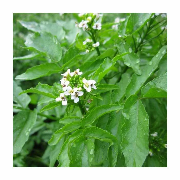 Watercress | Nasturtium aquaticum 4 Watercress | Nasturtium aquaticum - Image 2