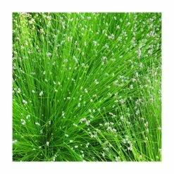 Slender Club Rush | Scirpus cernuus