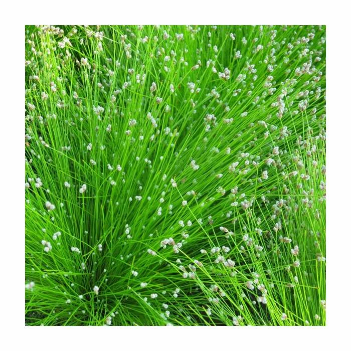 Slender Club Rush | Scirpus cernuus 3 Slender Club Rush | Scirpus cernuus