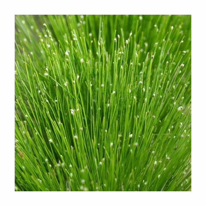 Slender Club Rush | Scirpus cernuus 4 Slender Club Rush | Scirpus cernuus - Image 2