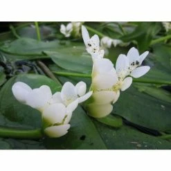 Water Hawthorn | Aponogeton distachyus -Cheap July Plants Store PL0626 add image 2 7655