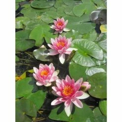Nymphaea 'Attraction' | Water Lily 11 Nymphaea 'Attraction' | Water Lily -Cheap July Plants Store PL0644 add image 1 d7a2