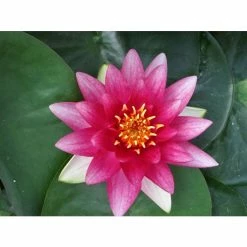 Nymphaea 'Attraction' | Water Lily 12 Nymphaea 'Attraction' | Water Lily -Cheap July Plants Store PL0644 add image 2 034e