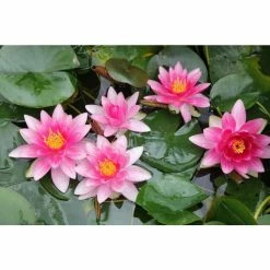 Nymphaea 'Attraction' | Water Lily 13 Nymphaea 'Attraction' | Water Lily -Cheap July Plants Store PL0644 add image 3 34ba