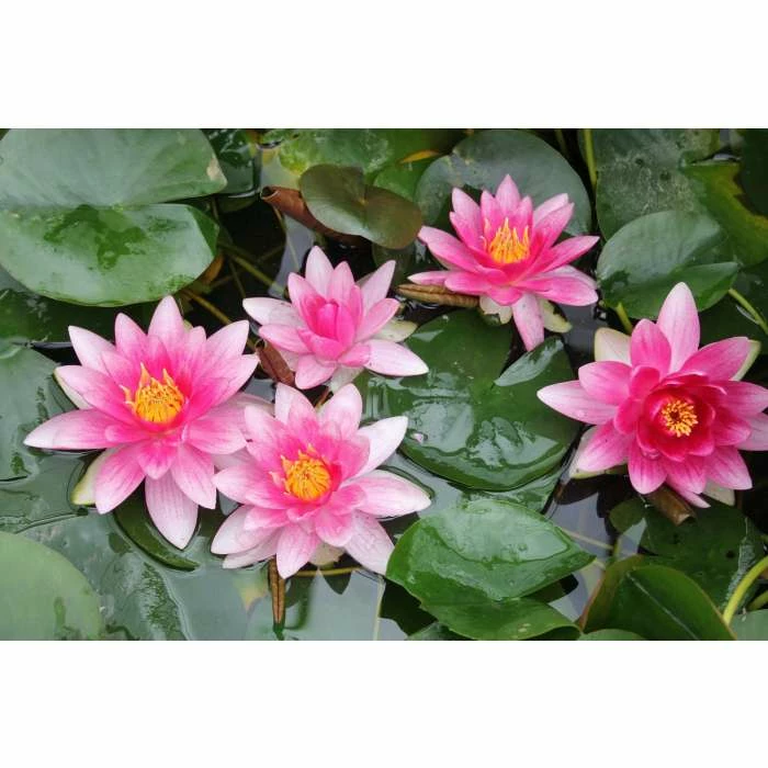 Nymphaea 'Attraction' | Water Lily 7 Nymphaea 'Attraction' | Water Lily - Image 5