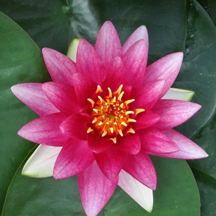 Nymphaea 'Attraction' | Water Lily 3 Nymphaea 'Attraction' | Water Lily