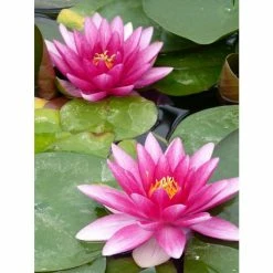 Nymphaea 'Charles De Meurville' | Water Lily -Cheap July Plants Store PL0645 add image 1 3f5a