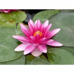Nymphaea 'Charles De Meurville' | Water Lily -Cheap July Plants Store PL0645 add image 2 dc02