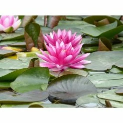 Nymphaea 'Charles De Meurville' | Water Lily -Cheap July Plants Store PL0645 add image 3 dbcf