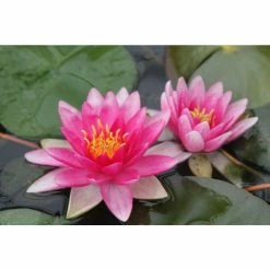 Nymphaea 'Charles De Meurville' | Water Lily -Cheap July Plants Store PL0645 add image 4 c859