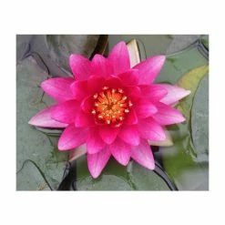 Nymphaea 'Charles De Meurville' | Water Lily -Cheap July Plants Store PL0645 add image 5 f96c