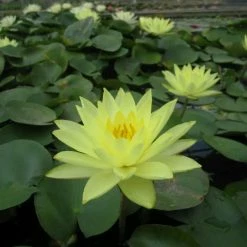 Nymphaea 'Joey Tomocik' | Water Lily 9 Nymphaea 'Joey Tomocik' | Water Lily -Cheap July Plants Store PL0653 add image 1 c0a8