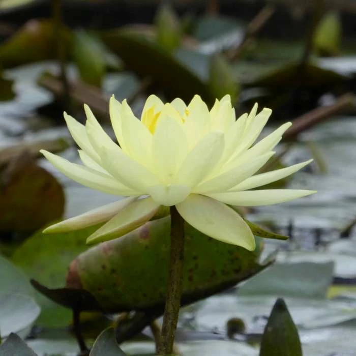 Nymphaea 'Joey Tomocik' | Water Lily 4 Nymphaea 'Joey Tomocik' | Water Lily - Image 2