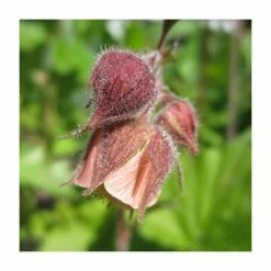 Water Avens | Geum rivale 'Leonard's Variety'