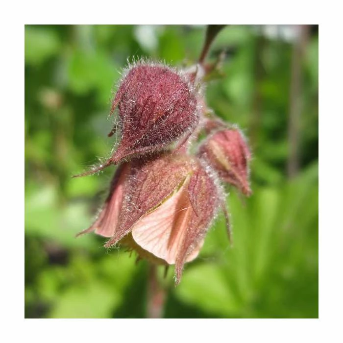 Water Avens | Geum rivale 'Leonard's Variety' 3 Water Avens | Geum rivale 'Leonard's Variety'