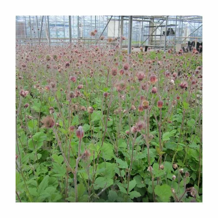 Water Avens | Geum rivale 'Leonard's Variety' 4 Water Avens | Geum rivale 'Leonard's Variety' - Image 2