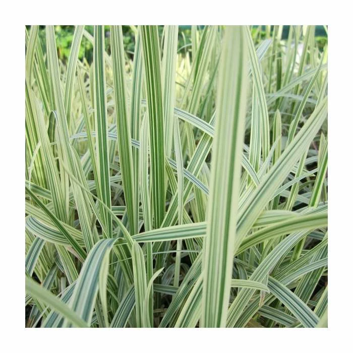 Variegated Reed Sweet Grass | Glyceria maxima 'Variegata' 3 Variegated Reed Sweet Grass | Glyceria maxima 'Variegata'