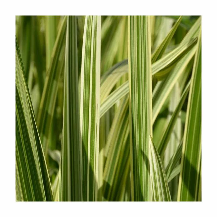 Variegated Reed Sweet Grass | Glyceria maxima 'Variegata' 4 Variegated Reed Sweet Grass | Glyceria maxima 'Variegata' - Image 2