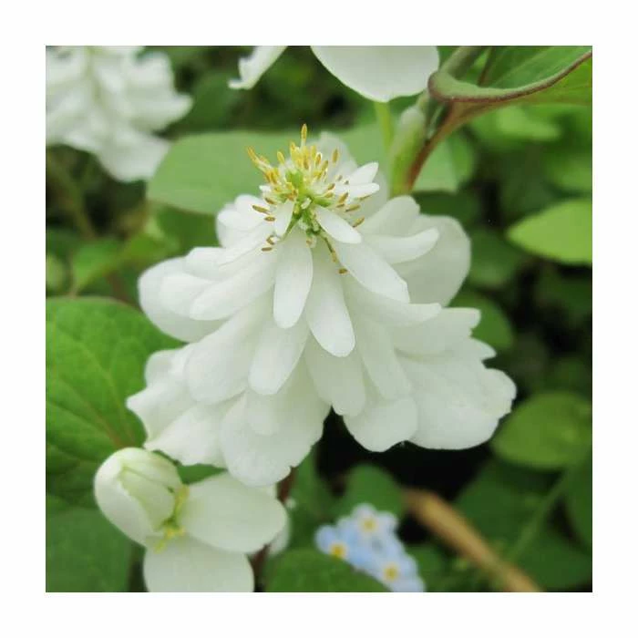 Orange Peel Plant | Houttuynia cordata 'Plena' 3 Orange Peel Plant | Houttuynia cordata 'Plena'