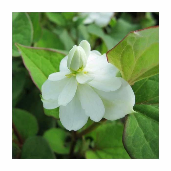 Orange Peel Plant | Houttuynia cordata 'Plena' 4 Orange Peel Plant | Houttuynia cordata 'Plena' - Image 2