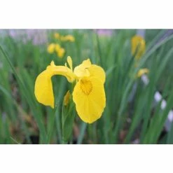 Yellow Flag | Iris pseudacorus 12 Yellow Flag | Iris pseudacorus -Cheap July Plants Store PL0663 add image 1 d3d6