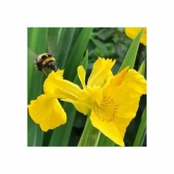 Yellow Flag | Iris pseudacorus 17 Yellow Flag | Iris pseudacorus -Cheap July Plants Store PL0663 add image 6 9eb6