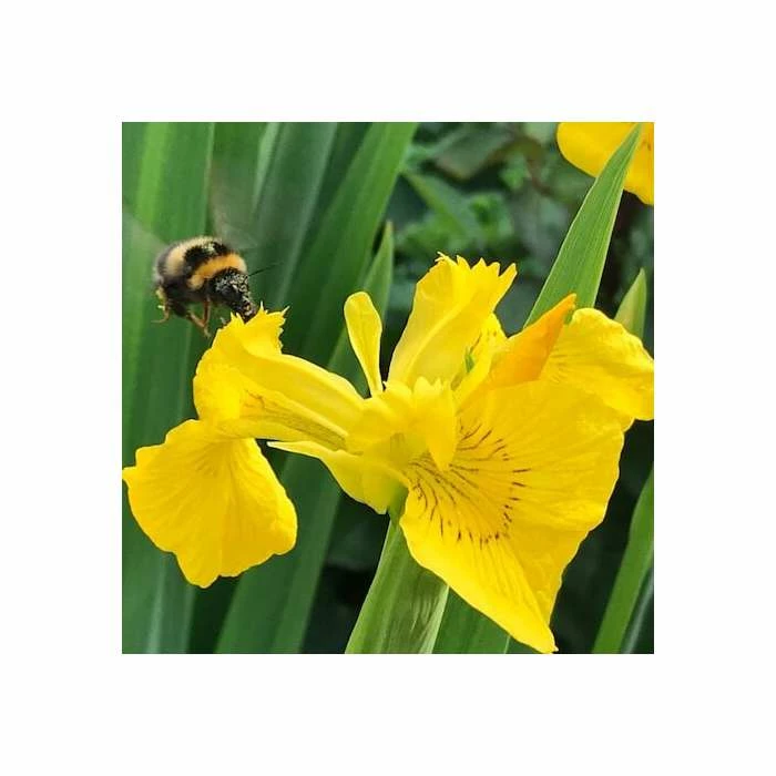 Yellow Flag | Iris pseudacorus 10 Yellow Flag | Iris pseudacorus - Image 8