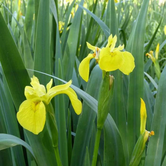 Yellow Flag | Iris pseudacorus 4 Yellow Flag | Iris pseudacorus - Image 2