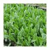 Bloody Dock | Rumex sanguineus -Cheap July Plants Store PL0666 main image fa64