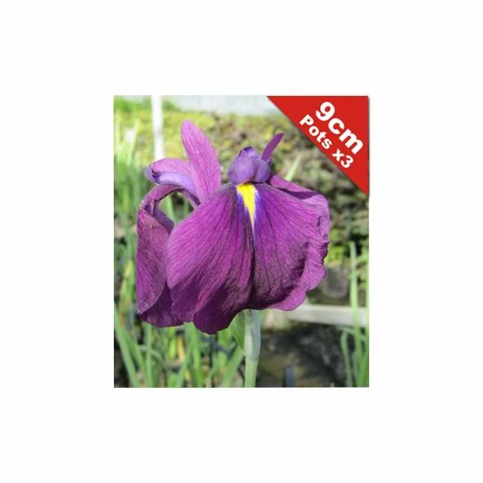 Double Flowered Iris | Iris ensata 3 Double Flowered Iris | Iris ensata