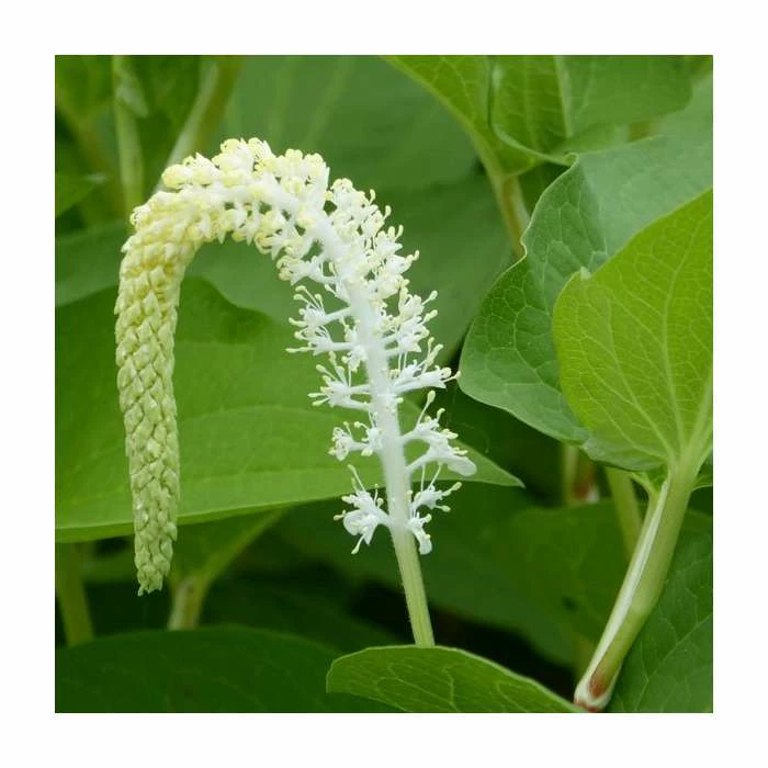 Swamp Lily | Saururus cernuus 3 Swamp Lily | Saururus cernuus