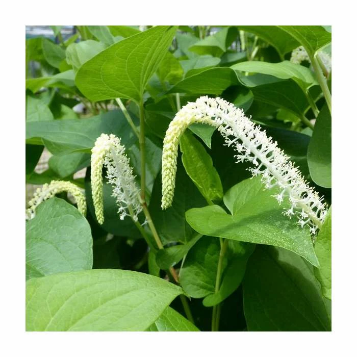Swamp Lily | Saururus cernuus 4 Swamp Lily | Saururus cernuus - Image 2