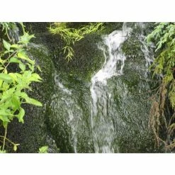 5 Bunches of Water Moss Fontinalis antipyretica (oxygenating) 8 5 Bunches of Water Moss Fontinalis antipyretica (oxygenating) -Cheap July Plants Store PL0678 add image 2 3331