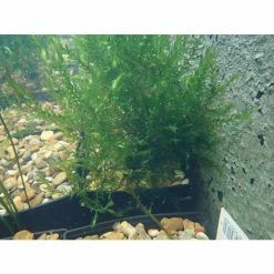 5 Bunches of Water Moss Fontinalis antipyretica (oxygenating) 9 5 Bunches of Water Moss Fontinalis antipyretica (oxygenating) -Cheap July Plants Store PL0678 add image 3 4cb8