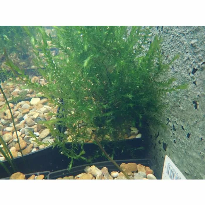 5 Bunches of Water Moss Fontinalis antipyretica (oxygenating) 6 5 Bunches of Water Moss Fontinalis antipyretica (oxygenating) - Image 4