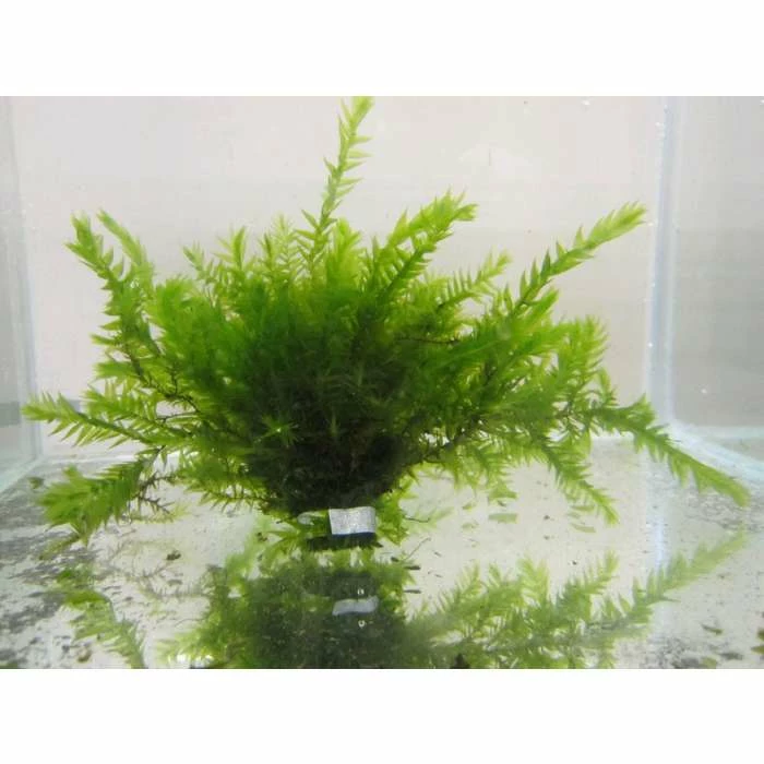 5 Bunches of Water Moss Fontinalis antipyretica (oxygenating) 3 5 Bunches of Water Moss Fontinalis antipyretica (oxygenating)