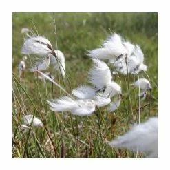 3x Common Cotton Grass Scirpus angustifolium - 9cm Pots