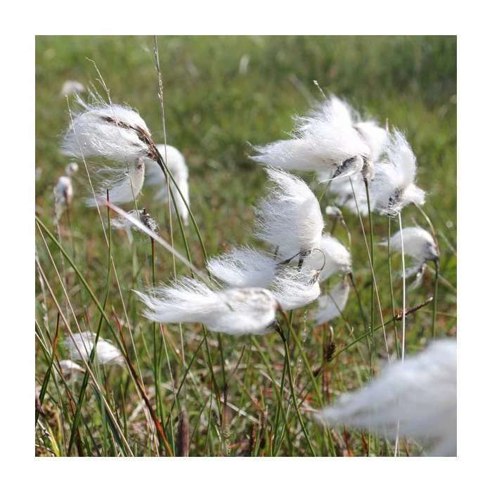 3x Common Cotton Grass Scirpus angustifolium - 9cm Pots 3 3x Common Cotton Grass Scirpus angustifolium - 9cm Pots