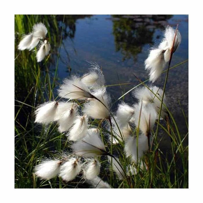 3x Common Cotton Grass Scirpus angustifolium - 9cm Pots 4 3x Common Cotton Grass Scirpus angustifolium - 9cm Pots - Image 2
