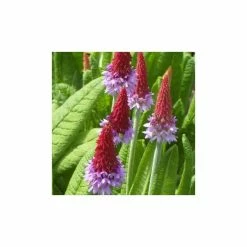 3x Vial's Primrose Primula vialii - 9cm Pots