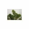 5 Bunches of Hornwort Ceratophyllum demersum 1 5 Bunches of Hornwort Ceratophyllum demersum -Cheap July Plants Store PL0694 main image 1bb8